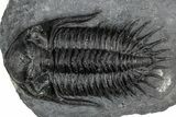 Kayserops megaspina Trilobite - Bou Lachrhal, Morocco #352616-2